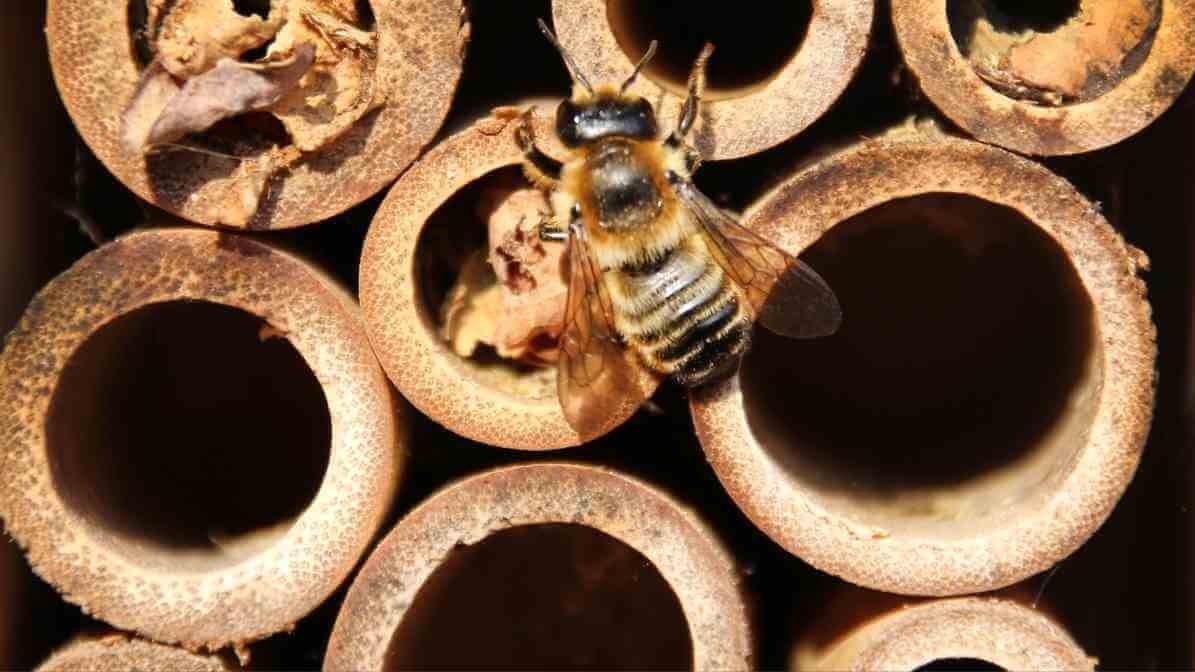 Types of Bees in Malaysia - Solitary Bees