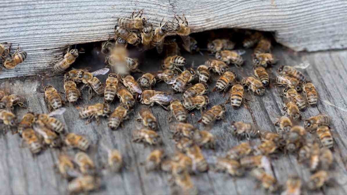 Effective Bees Control in Malaysia - Infestation | Innovative Pest Sdn Bhd Effective Bees Control in Malaysia - Infestation