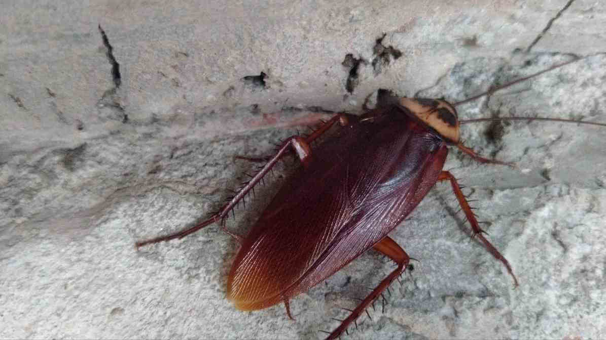 Effective Cockroach Control Services | Innovative Pest Sdn Bhd Effective Cockroach Control Services