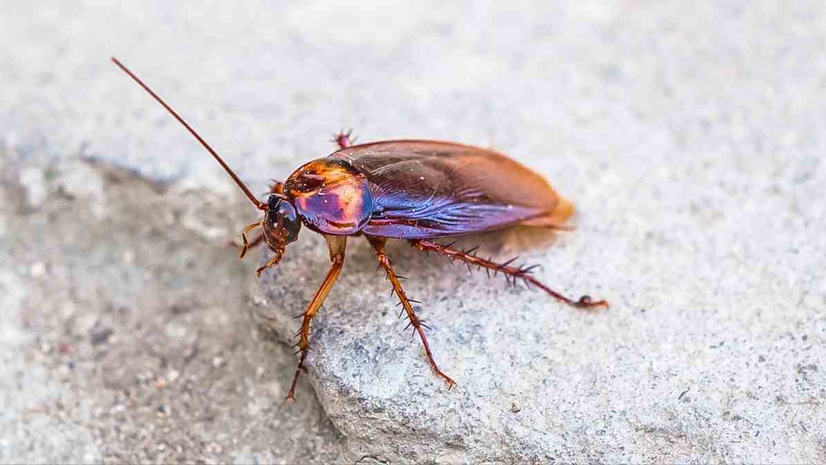 Effective Cockroach Control in Johor Bahru | Innovative Pest Sdn Bhd Effective Cockroach Control in Johor Bahru