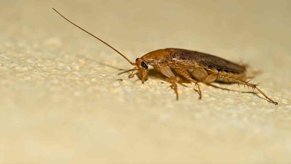 Effective Cockroach Control in Kuala Lumpur | Innovative Pest Sdn Bhd Effective Cockroach Control in Kuala Lumpur