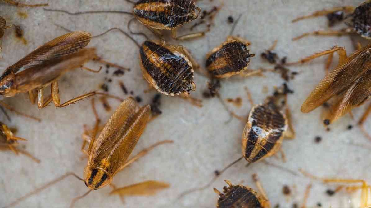 Effective Cockroach Control in Malaysia | Innovative Pest Sdn Bhd Effective Cockroach Control in Malaysia - Cockroach Dropping