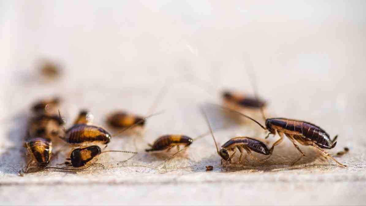 Effective Cockroach Control in Selangor | Innovative Pest Sdn Bhd Effective Cockroach Control in Selangor