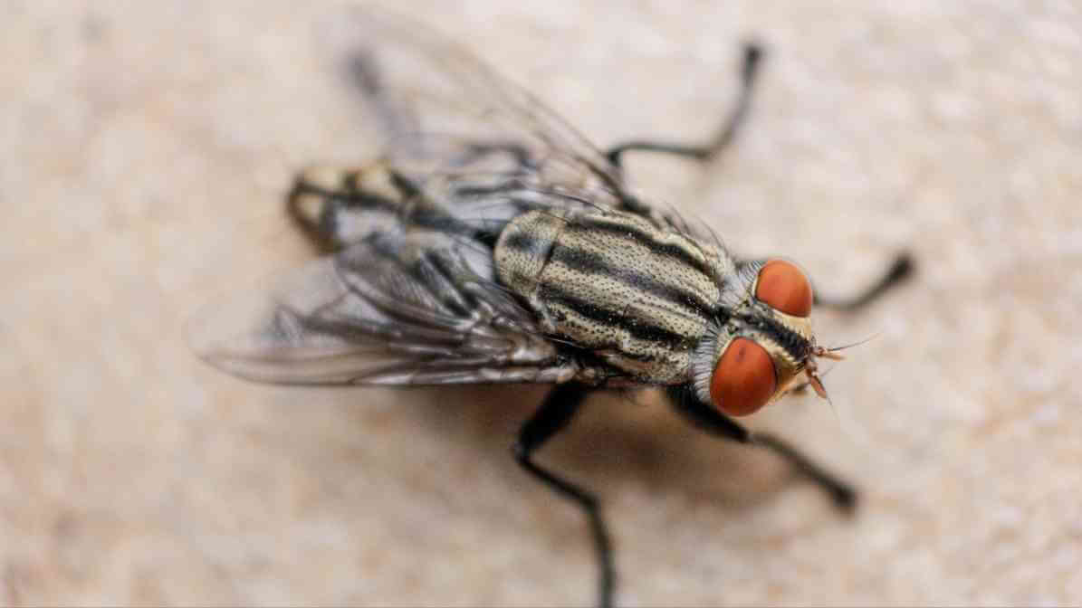 Effective Flies Control in Kuala Lumpur
