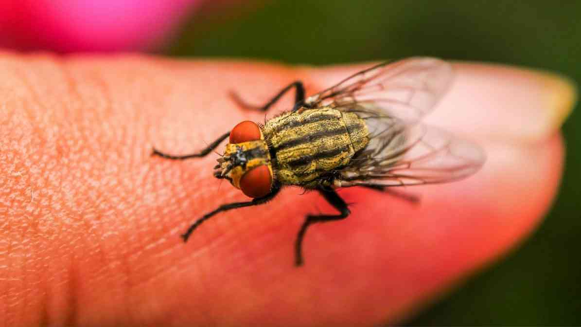 Effective Flies Control in Malaysia | Innovative Pest Sdn Bhd Effective Flies Control in Malaysia