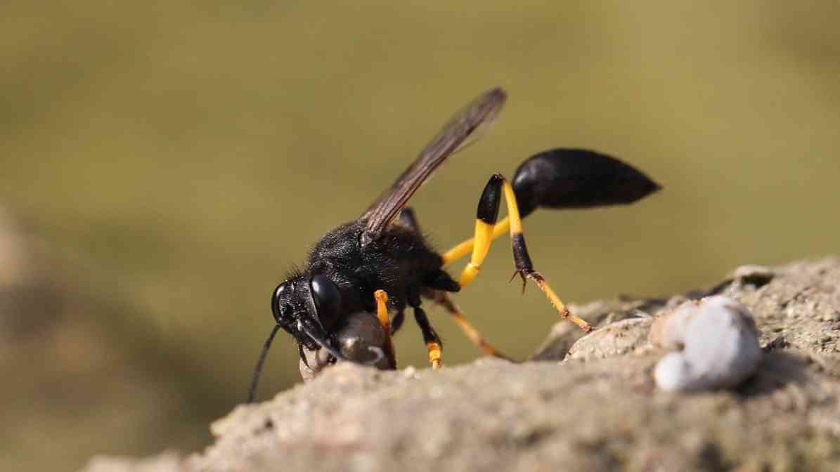Effective Hornet Wasp Control Johor Bahru