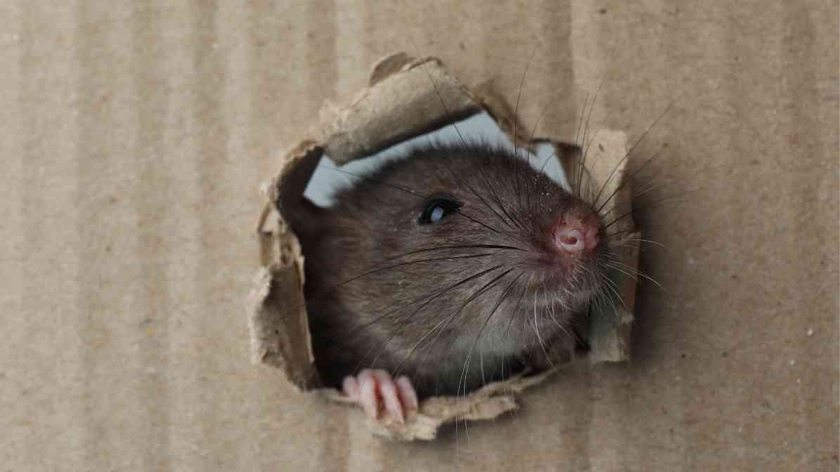 Effective Rodent Control in Kuala Lumpur | Innovative Pest Sdn Bhd Effective Rodent Control in Kuala Lumpur