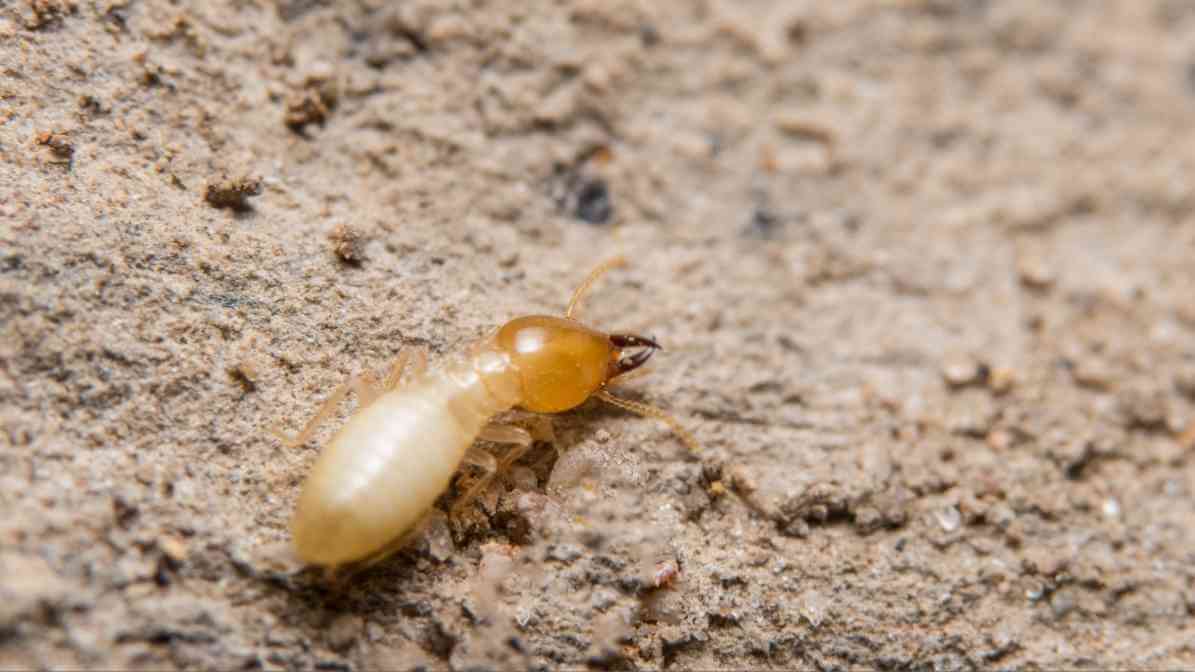 Effective Termite Control in Johor Bahru | Innovative Pest Sdn Bhd Effective Termite Control in Johor Bahru