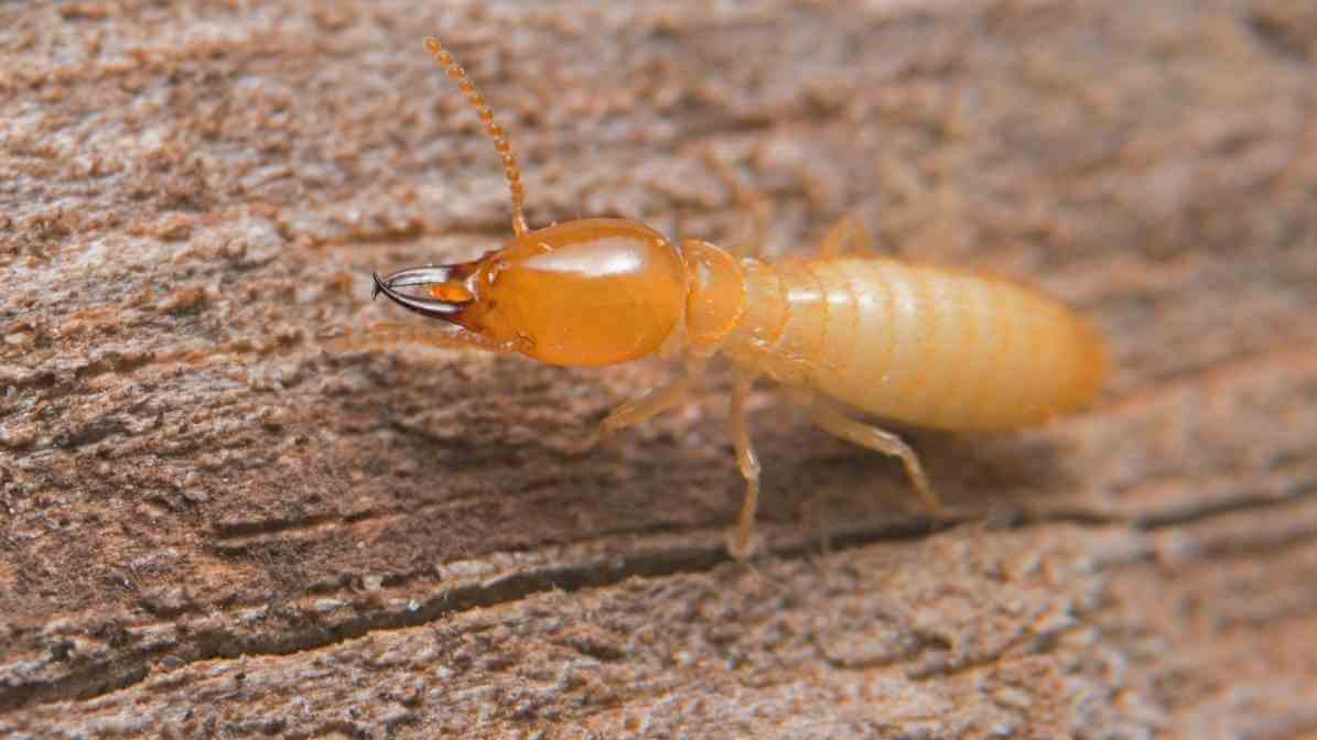 InnoTermite™ Termite Bait Treatment Johor Bahru | Innovative Pest Sdn Bhd InnoTermite™ Termite Bait Treatment Johor Bahru