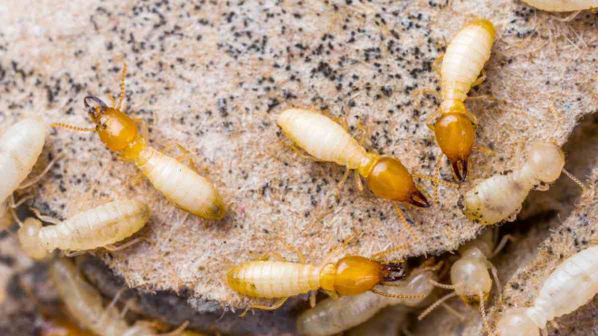 InnoTermite™ Termite Bait Treatment Kuala Lumpur | Innovative Pest Sdn Bhd InnoTermite™ Termite Bait Treatment Kuala Lumpur