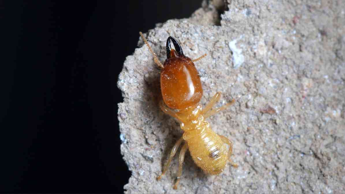 Xterm™ Termite Baiting System InnoTermite | Innovative Pest Sdn Bhd Xterm™ Termite Baiting System InnoTermite