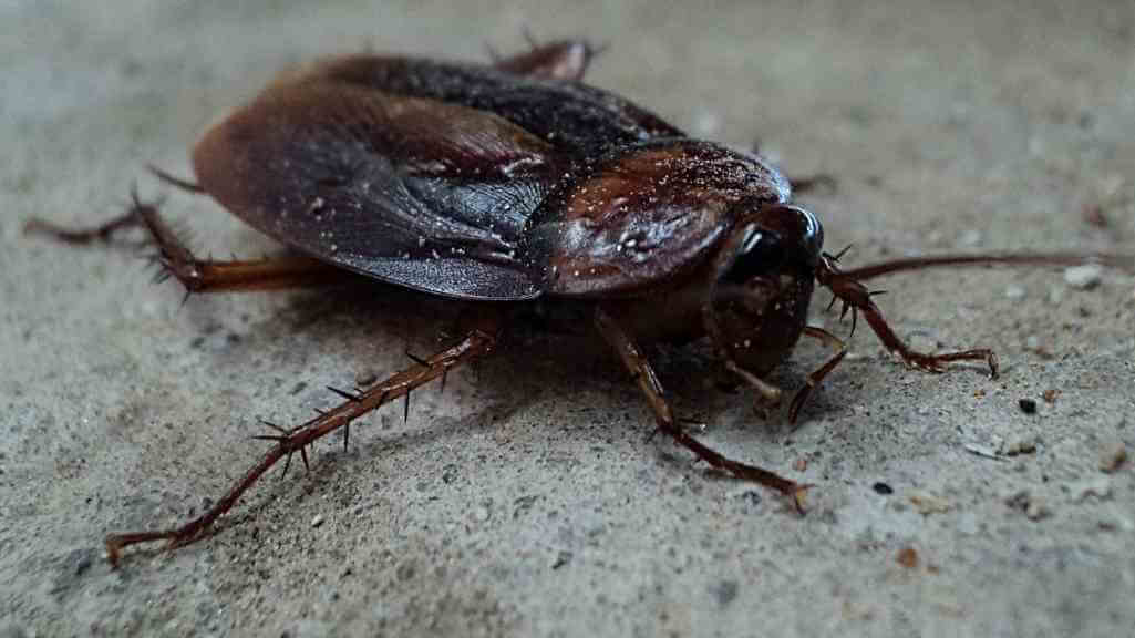 7 Jenis Lipas di Malaysia Yang Berbahaya Mengancam Rumah - Smoky Brown Cockroach | Innovative Pest Sdn Bhd 7 Jenis Lipas di Malaysia Yang Berbahaya Mengancam Rumah - Smoky Brown Cockroach