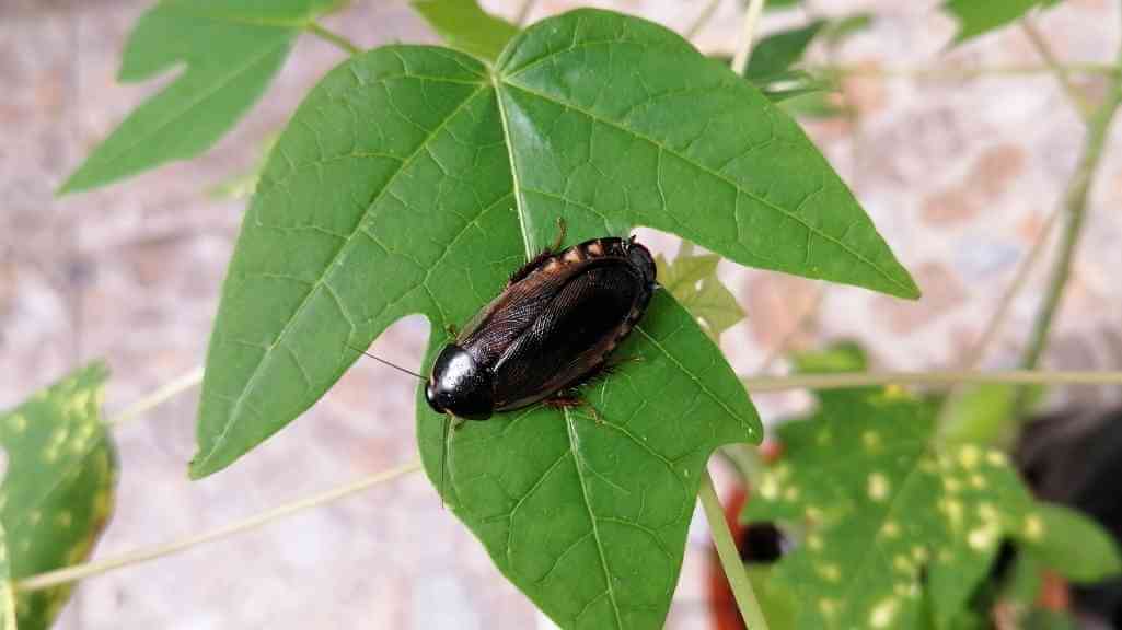 7 Jenis Lipas Berbahaya Di Malaysia Yang Mengancam Rumah - Surinam Cockroach Bahaya | Innovative Pest Sdn Bhd 7 Jenis Lipas Berbahaya Di Malaysia Yang Mengancam Rumah - Surinam Cockroach Bahaya