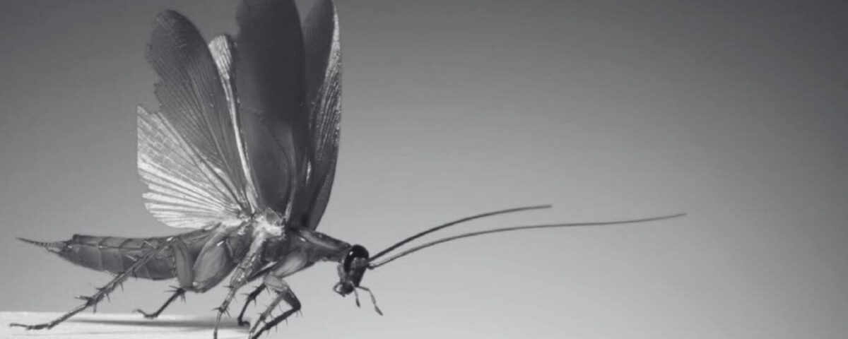 Flying Cockroach Nightmares Solved By Cockroach Exterminator | Innovative Pest Sdn Bhd Flying Cockroach Nightmares Solved By Cockroach Exterminator