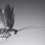 Flying Cockroach Nightmares Solved By Cockroach Exterminator | Innovative Pest Sdn Bhd Flying Cockroach Nightmares Solved By Cockroach Exterminator