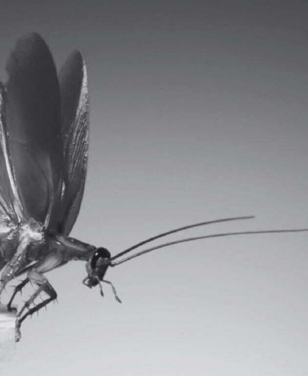 Flying Cockroach Nightmares Solved By Cockroach Exterminator | Innovative Pest Sdn Bhd Flying Cockroach Nightmares Solved By Cockroach Exterminator