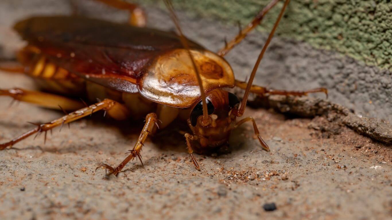 Flying Cockroach Nightmares Solved By Innovative Cockroach Exterminator | Innovative Pest Sdn Bhd Flying Cockroach Nightmares Solved By Innovative Cockroach Exterminator