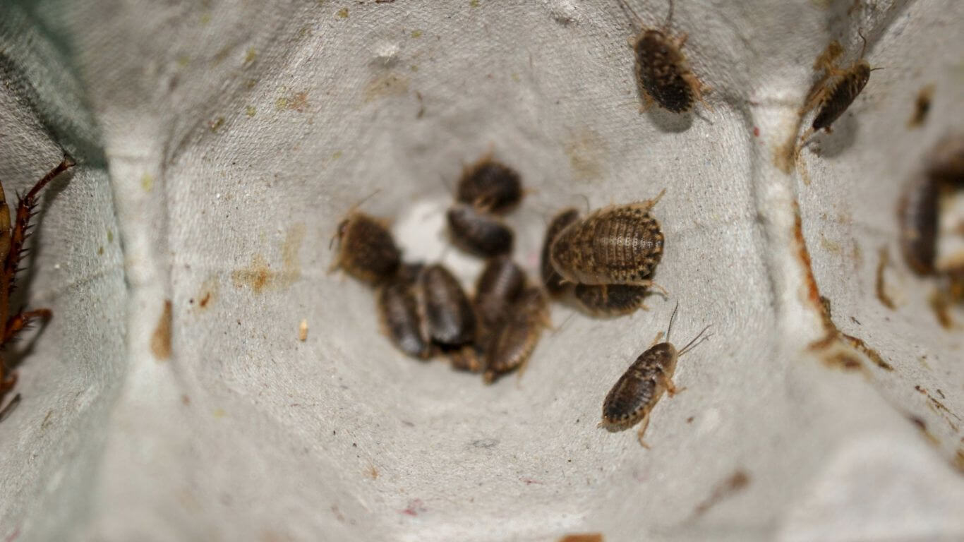 Flying Cockroach Nightmares Solved By Our Cockroach Exterminator | Innovative Pest Sdn Bhd Flying Cockroach Nightmares Solved By Our Cockroach Exterminator