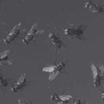 Jenis Lalat Pembawa Penyakit Berisiko Tinggi di Malaysia | Innovative Pest Sdn Bhd Jenis Lalat Pembawa Penyakit Berisiko Tinggi di Malaysia