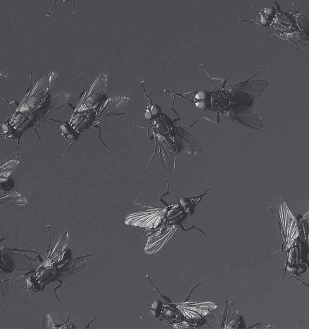 Jenis Lalat Pembawa Penyakit Berisiko Tinggi di Malaysia | Innovative Pest Sdn Bhd Jenis Lalat Pembawa Penyakit Berisiko Tinggi di Malaysia