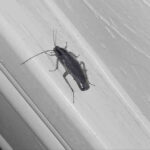 Kitar Hidup Lipas Hitam - Bahaya Senyap Dalam Kediaman Anda | Innovative Pest Sdn Bhd Kitar Hidup Lipas Hitam - Bahaya Senyap Dalam Kediaman Anda
