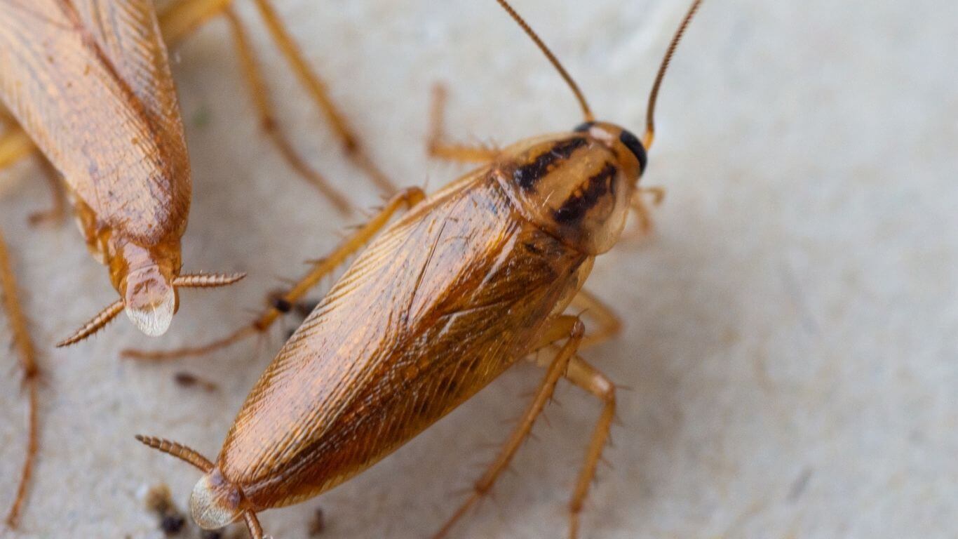 Kitar Hidup Lipas Hitam Fakta Mengejutkan Wajib Anda Tahu | Innovative Pest Sdn Bhd Kitar Hidup Lipas Hitam Fakta Mengejutkan Wajib Anda Tahu