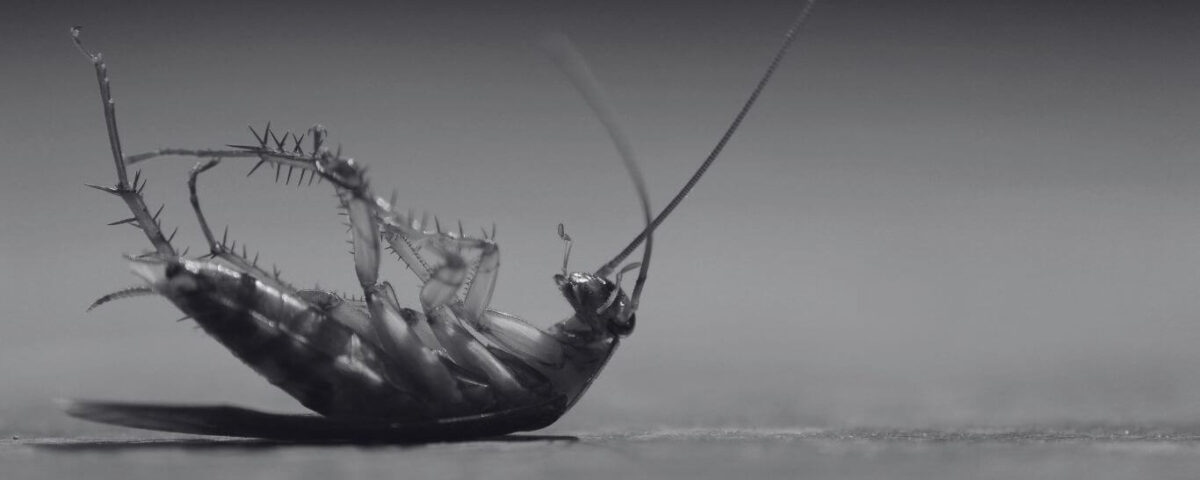 Malaysian Cockroach Killer Secrets for Long Term Prevention | Innovative Pest Sdn Bhd Malaysian Cockroach Killer Secrets for Long Term Prevention