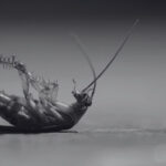Malaysian Cockroach Killer Secrets for Long Term Prevention | Innovative Pest Sdn Bhd Malaysian Cockroach Killer Secrets for Long Term Prevention