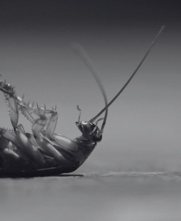 Malaysian Cockroach Killer Secrets for Long Term Prevention | Innovative Pest Sdn Bhd Malaysian Cockroach Killer Secrets for Long Term Prevention