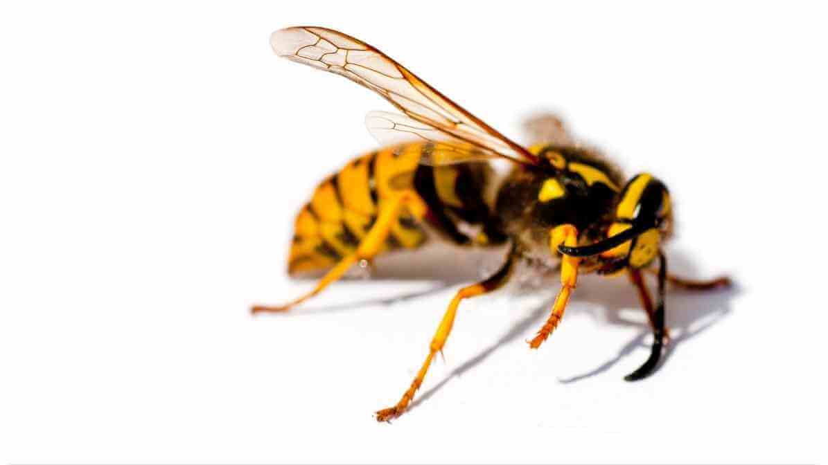 Wasp Nest Warning Signs That Make Homes Extremely Unsafe - Social Wasp