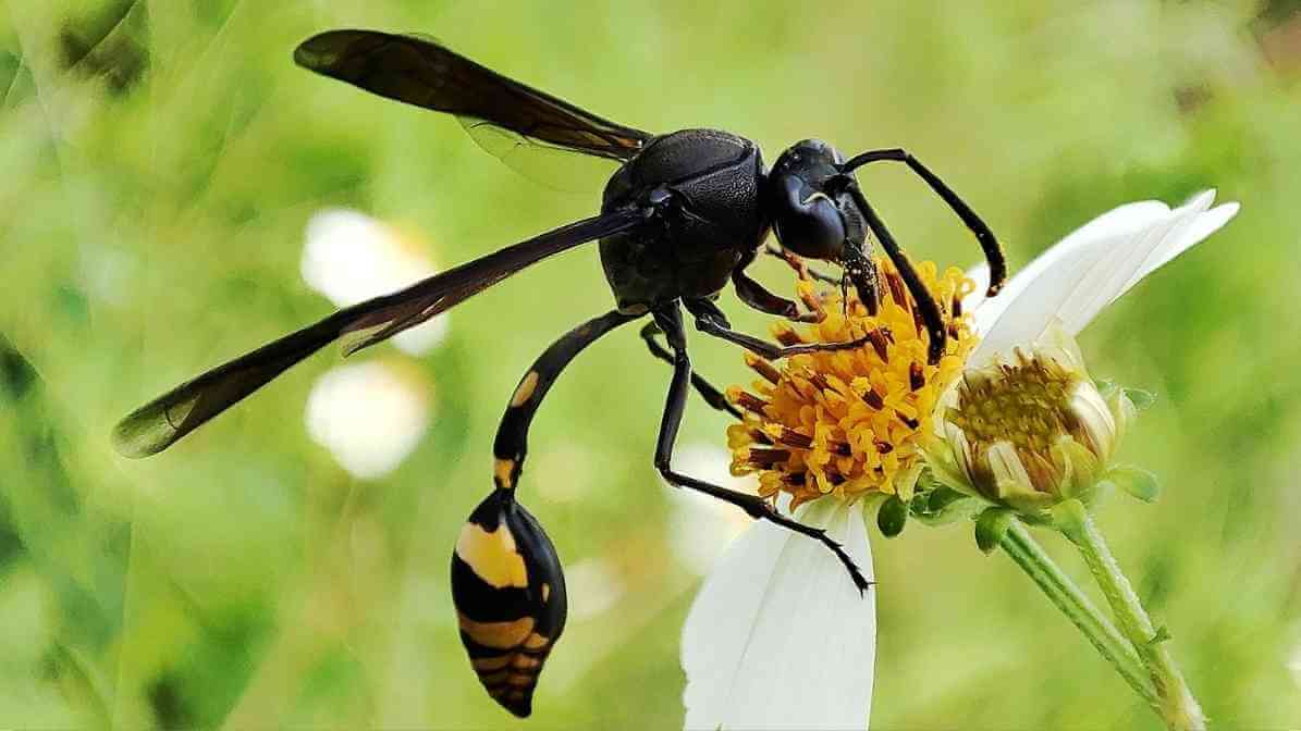 Wasp Nest Warning Signs That Make Homes Extremely Unsafe - Solitary Wasp