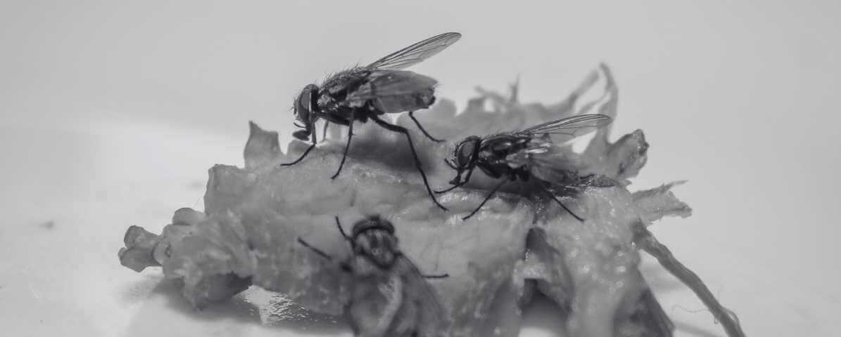 Telur Lalat Dan Kitaran Hidup Lalat Yang Mengejutkan Ramai | Innovative Pest Sdn Bhd Telur Lalat Dan Kitaran Hidup Lalat Yang Mengejutkan Ramai