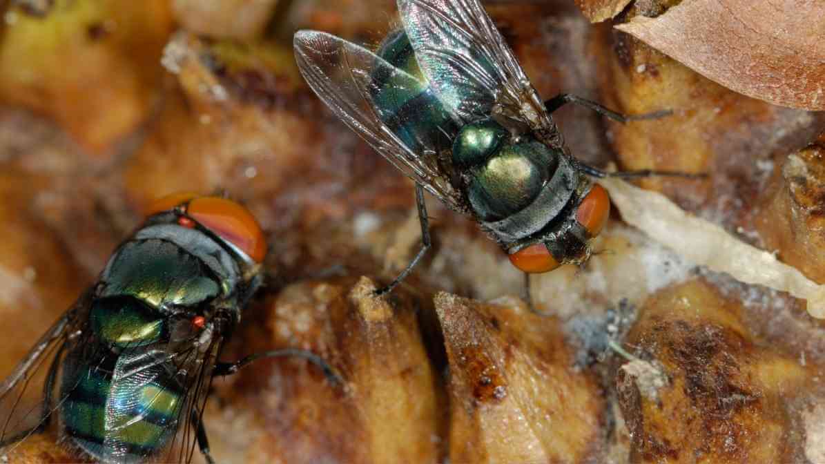 Telur Lalat - Fahami Kitaran Hidup Lalat Berbahaya Malaysia | Innovative Pest Sdn Bhd Telur Lalat - Fahami Kitaran Hidup Lalat Berbahaya Malaysia