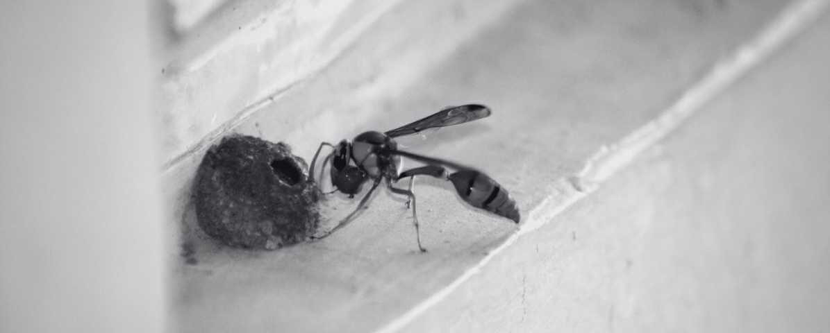 Wasp Nest Warning Signs That Make Homes Extremely Unsafe