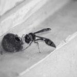 Wasp Nest Warning Signs That Make Homes Extremely Unsafe