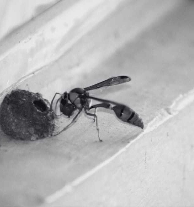 Wasp Nest Warning Signs That Make Homes Extremely Unsafe | Innovative Pest Sdn Bhd Wasp Nest Warning Signs That Make Homes Extremely Unsafe