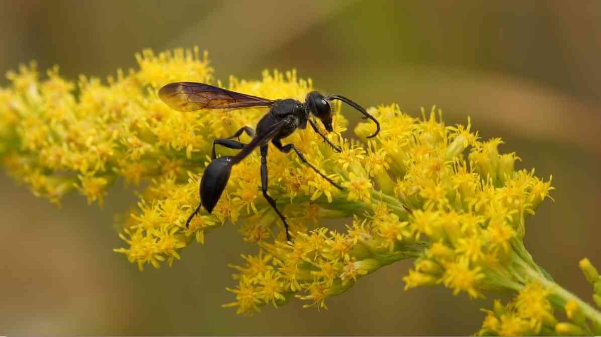 Wasp Nest Warning Signs That Make Homes Extremely Unsafe - Pollinating Wasp