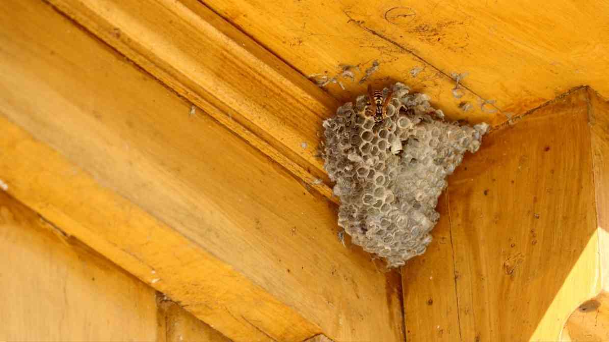Wasp Nest Warning Signs That Make Homes Extremely Unsafe - Wasp Nest