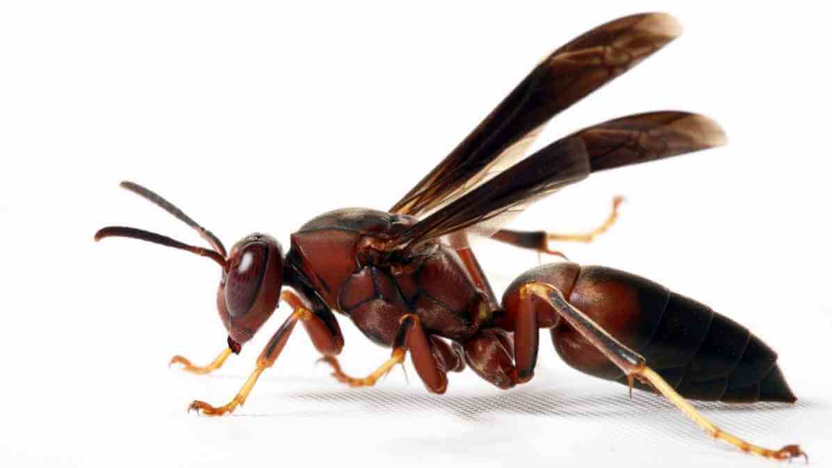 Wasp Nest Warning Signs That Make Homes Extremely Unsafe Wasp Species
