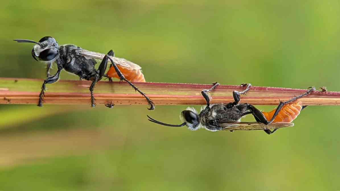 Wasp Nest Warning Signs That Make Homes Extremely Unsafe - Mud Dauber Wasps