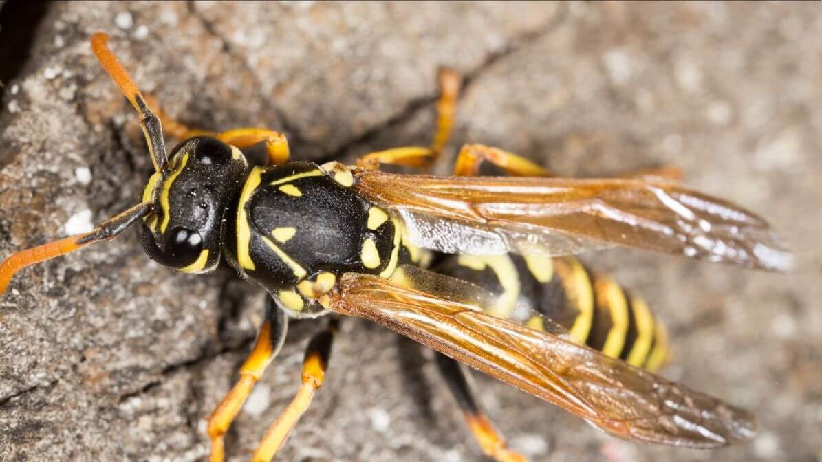 Bilangan Spesies Tebuan | Innovative Pest Sdn Bhd Bilangan Spesies Tebuan