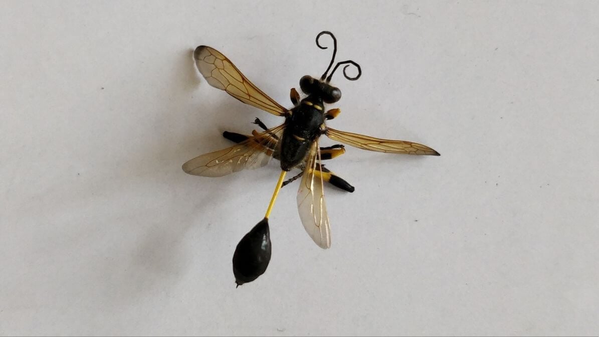 Types of Wasps in Malaysia - Mud-Building Solitary Wasps | Innovative Pest Sdn Bhd Types of Wasps in Malaysia - Mud-Building Solitary Wasps