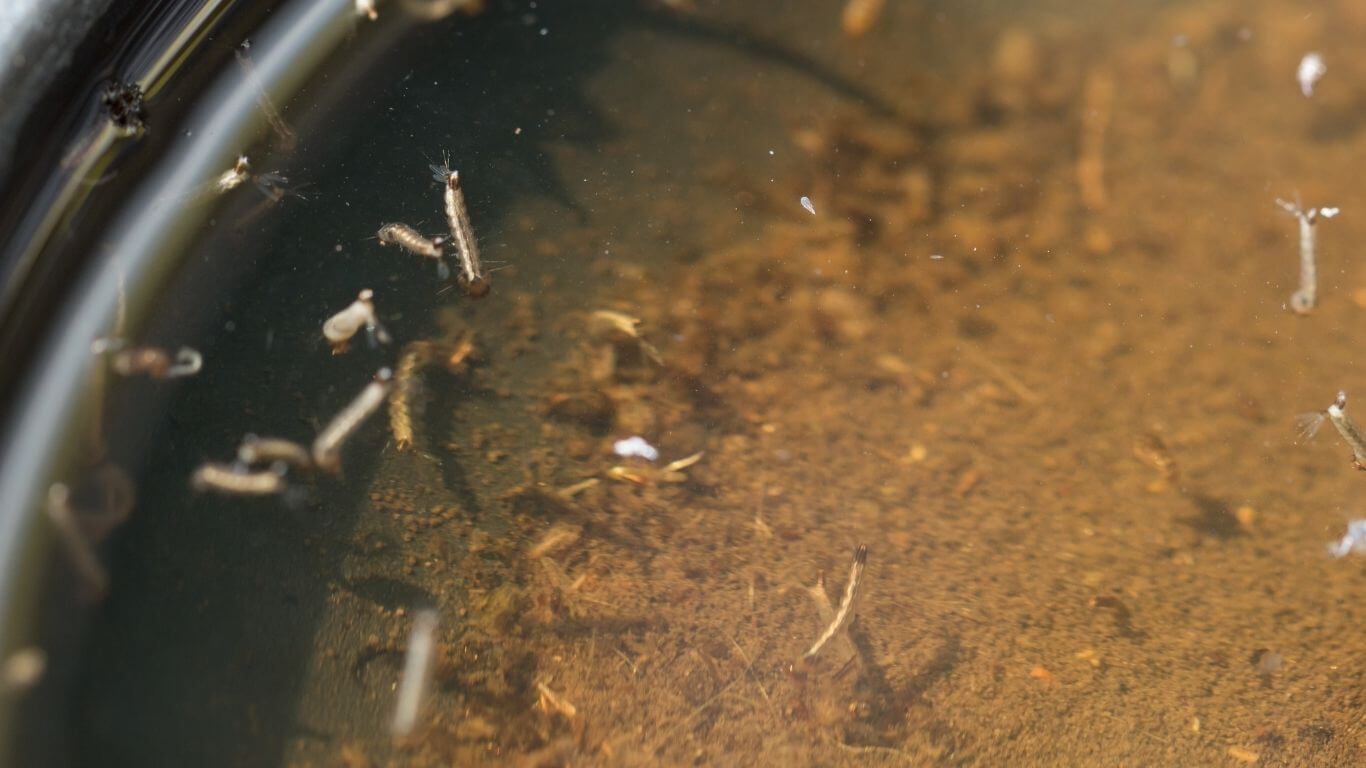 Membiak Di Baldi Dan Bekas Terbiar | Innovative Pest Sdn Bhd Membiak Di Baldi Dan Bekas Terbiar