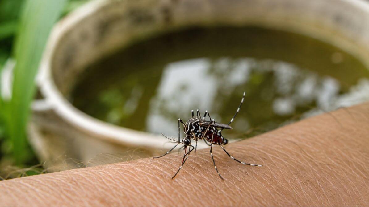 Nyamuk Aedes membiak Di Peralatan yang Boleh Menakung Air Hujan | Innovative Pest Sdn Bhd Nyamuk Aedes membiak Di Peralatan yang Boleh Menakung Air Hujan