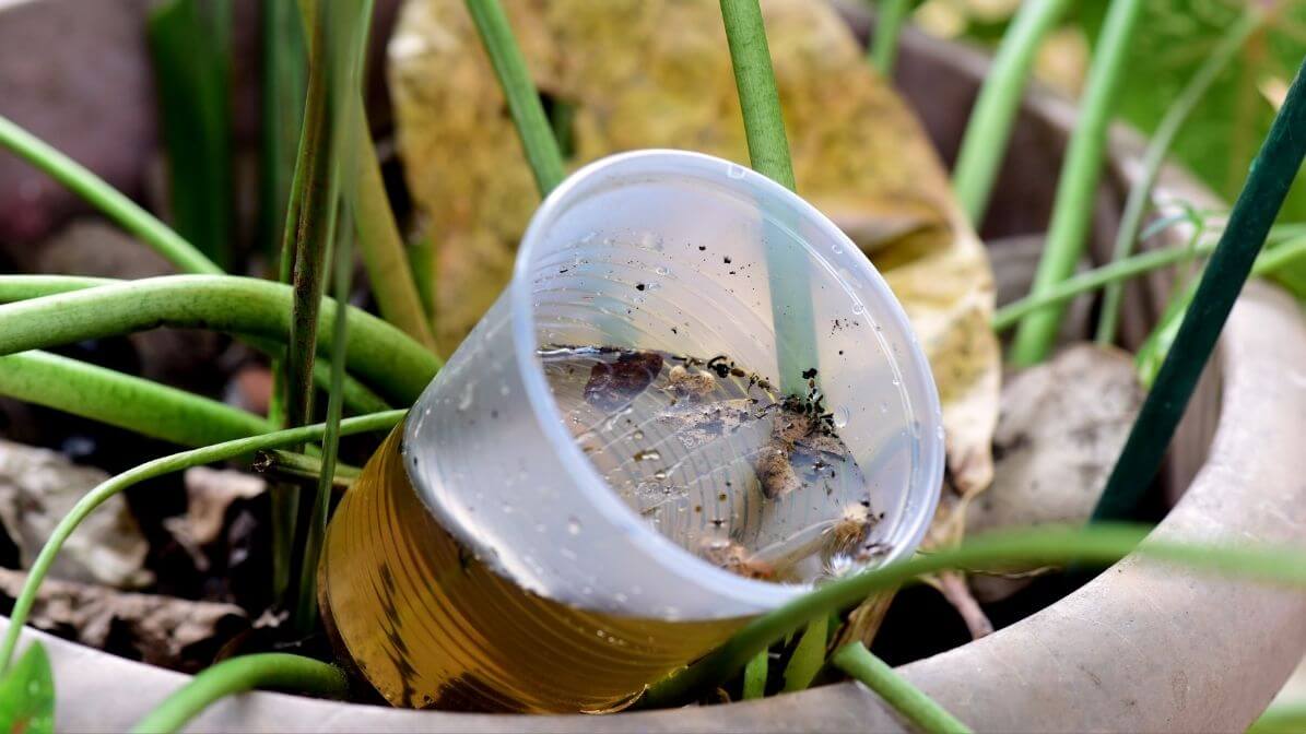Nyamuk Aedes Membiak Di Sampah atau Bekas yang Dibiarkan Terbuka | Innovative Pest Sdn Bhd Nyamuk Aedes Membiak Di Sampah atau Bekas yang Dibiarkan Terbuka