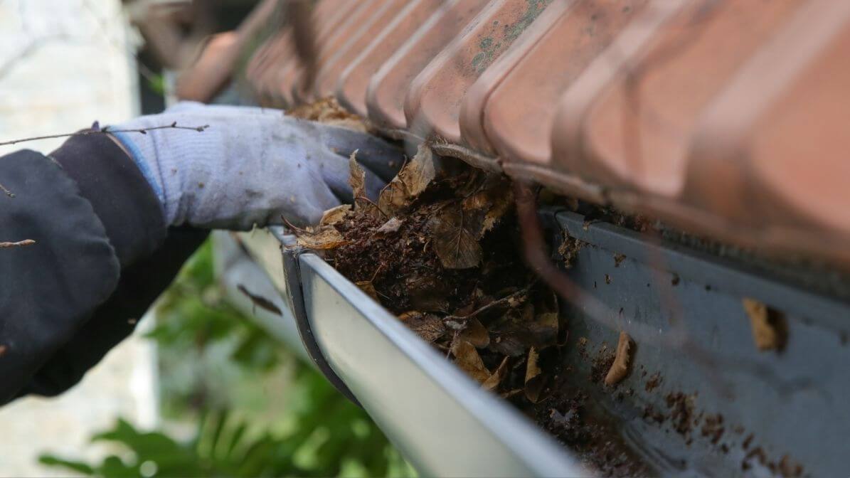 Nyamuk Aedes Membiak Di Talang atau Saluran Air Tersumbat | Innovative Pest Sdn Bhd Nyamuk Aedes Membiak Di Talang atau Saluran Air Tersumbat
