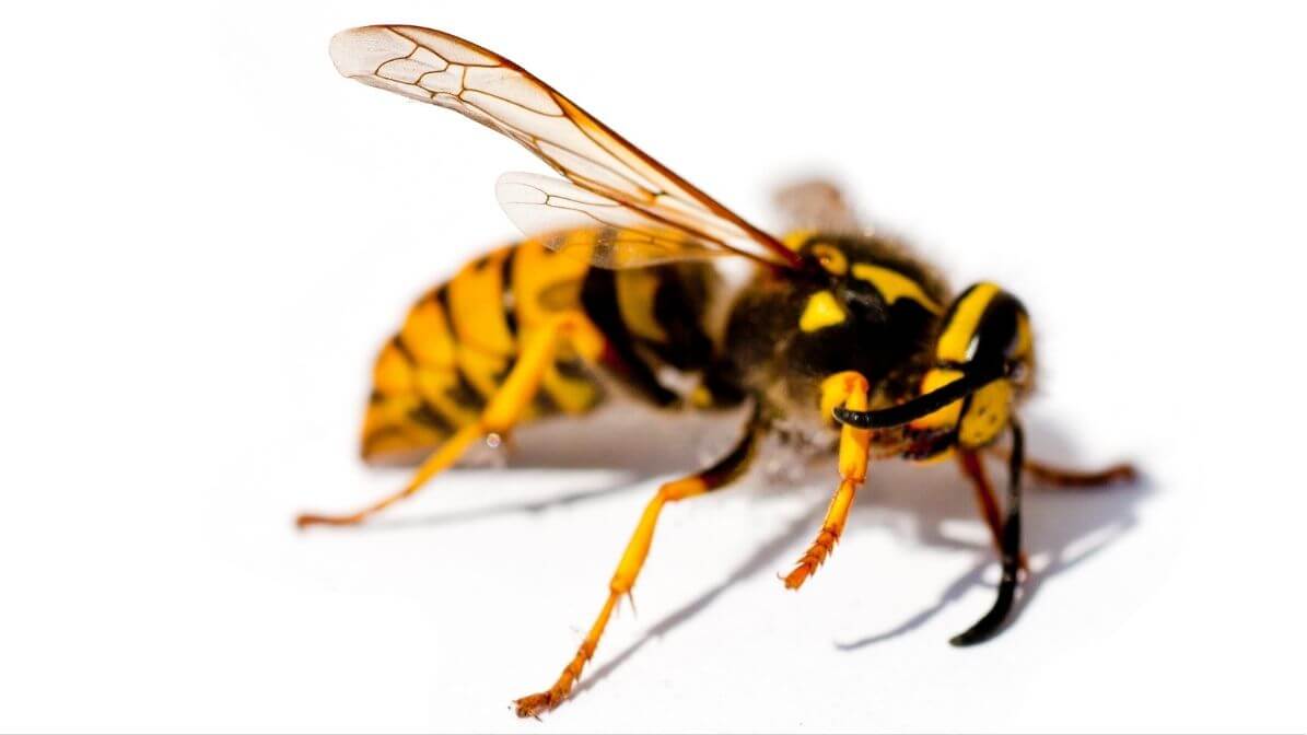 Types of Wasps in Malaysia, Paper Wasp | Innovative Pest Sdn Bhd Types of Wasps in Malaysia, Paper Wasp