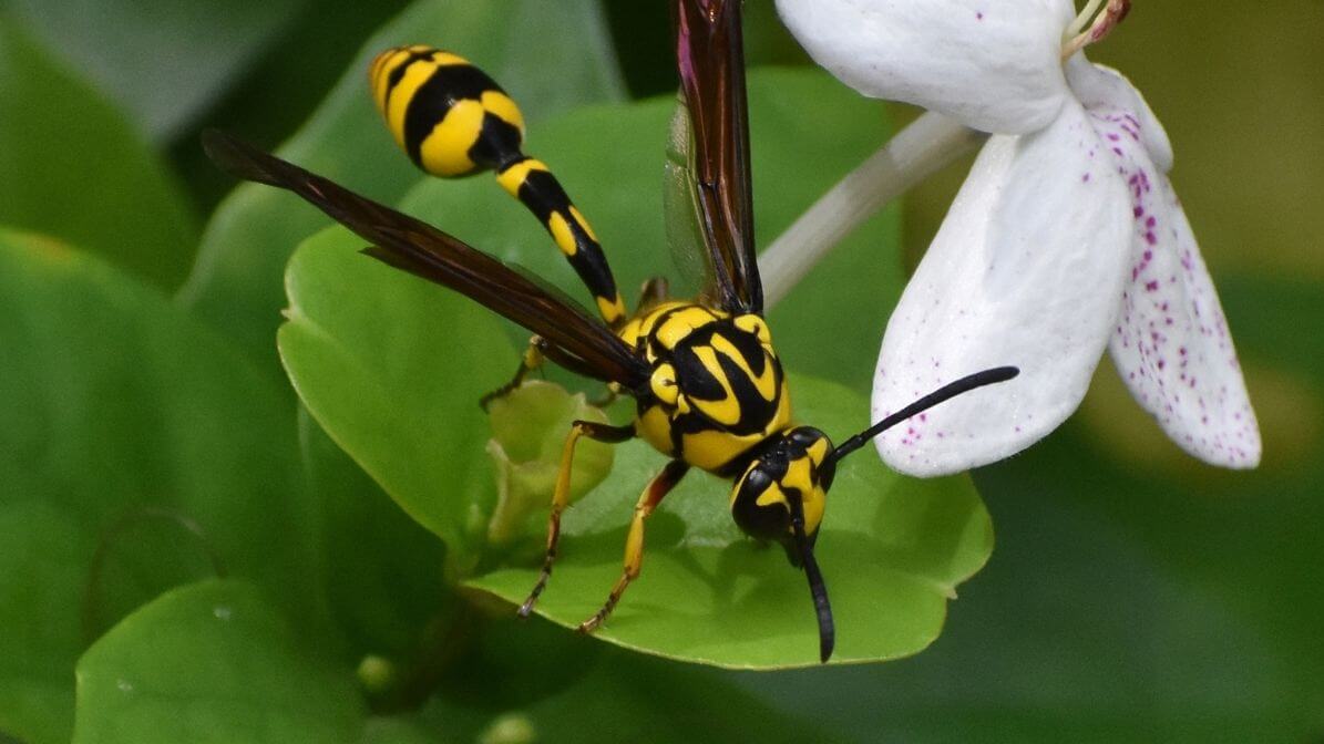 Types of Wasps in Malaysia - Potter Wasp | Innovative Pest Sdn Bhd Types of Wasps in Malaysia - Potter Wasp