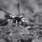 Sarang Tebuan Tanah - Ancaman Tersembunyi Wajib Anda Ketahui | Innovative Pest Sdn Bhd Sarang Tebuan Tanah: Ancaman Tersembunyi Wajib Anda Ketahui
