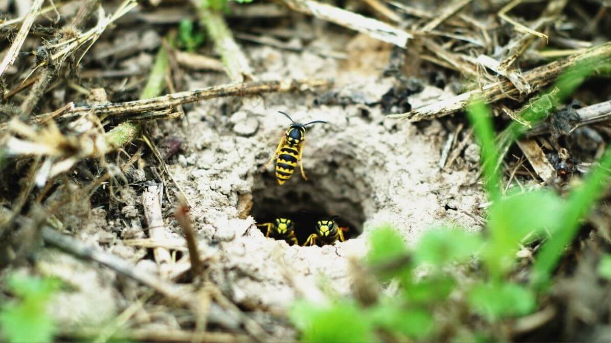Sarang Tebuan Tanah | Innovative Pest Sdn Bhd Sarang Tebuan Tanah